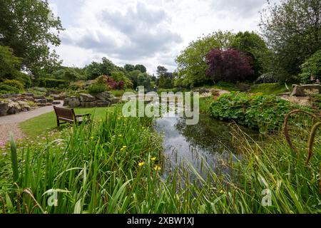 Burnby Hall Gardens and Water Lily Ponds, Pocklington, East Yorkshire, UK, ruhige Teiche umgeben von üppigem Grün und lebendigen Seerosen Stockfoto