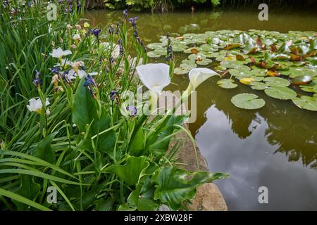 Burnby Hall Gardens and Water Lily Ponds, Pocklington, East Yorkshire, UK, ruhige Teiche umgeben von üppigem Grün und lebendigen Seerosen Stockfoto