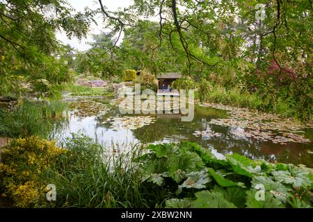 Burnby Hall Gardens and Water Lily Ponds, Pocklington, East Yorkshire, UK, ruhige Teiche umgeben von üppigem Grün und lebendigen Seerosen Stockfoto