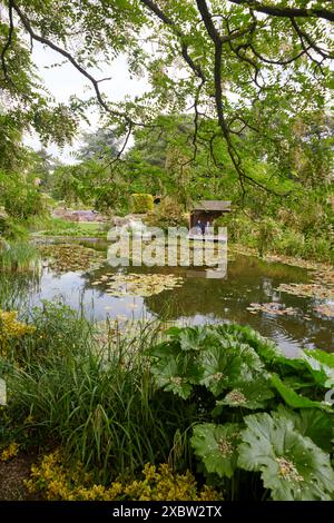 Burnby Hall Gardens and Water Lily Ponds, Pocklington, East Yorkshire, UK, ruhige Teiche umgeben von üppigem Grün und lebendigen Seerosen Stockfoto