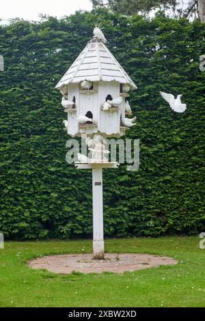 Weißes Vogelhaus in einem Garten mit Tauben und einer einzigen Taube im Flug vor einer Hecke Stockfoto