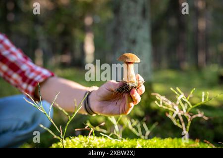 Mann pflückt essbare Xerocomus-Pilze während eines Waldes im Sommer, Hände aus der Nähe. Ökotourismus. Stockfoto