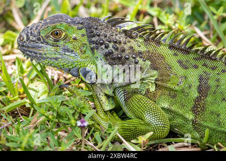 Grüner Leguan, der sich mit dem Gras in Palm Beach County, Florida, verbindet. (USA) Stockfoto