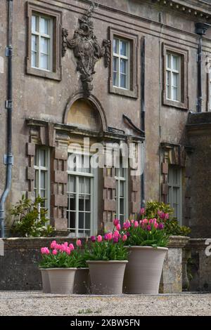 Pretty Pink Tulpen in Tubs im Stourhead House and Garden, Stourton, Warminster, Wiltshire, England, UK Stockfoto