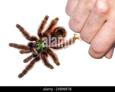 Bunte Caribena versicolor auch bekannt als Antilles Pinktoe Tarantel. Draufsicht, isoliert auf weißem Hintergrund. Mit menschlicher Hand, mit einer weichen Spinne Stockfoto