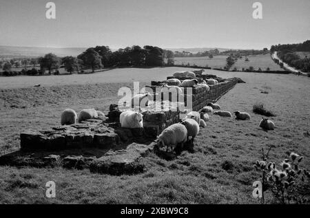 Hadrian's Wall Northumberland England Hadrian's Wall (lateinisch Vallum Hadriani, auch als römische Mauer, Picts' Wall oder Vallum Aelium) ist eine ehemalige Verteidigungsanlage der römischen Provinz Britannia, die 122 n. Chr. unter der Herrschaft des Kaisers Hadrian begann. Stockfoto