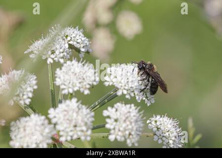 Schwarze Biene sammelt Pollen und Nektar auf weißen Blüten von einer nordportugiesischen Wiese Stockfoto