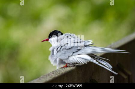 Isle of May, Schottland, Vereinigtes Königreich, 13. Juni 2024. Nordseeschwalben kehren auf die Insel Mai zurück: Schätzungsweise 200 arktische Seeschwalben (Sterna paradisaea) sind in diesem Jahr zurückgekehrt und nisten. Letztes Jahr kamen sie aus unbekannten Gründen an, blieben aber nur ein paar Tage und es gab keine Zucht. Die übliche Population beträgt etwa 600 Vögel. Im Bild: Eine ruhende arktische Seeschwalbe. Quelle: Sally Anderson/Alamy Live News Stockfoto