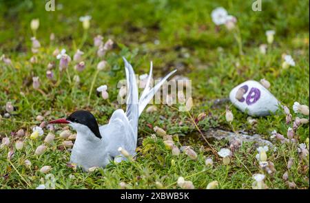 Isle of May, Schottland, Vereinigtes Königreich, 13. Juni 2024. Nordseeschwalben kehren auf die Insel Mai zurück: Schätzungsweise 200 arktische Seeschwalben (Sterna paradisaea) sind in diesem Jahr zurückgekehrt und nisten. Letztes Jahr kamen sie aus unbekannten Gründen an, blieben aber nur ein paar Tage und es gab keine Zucht. Die übliche Population beträgt etwa 600 Vögel. Im Bild: Eine nistende arktische Seeschwalbe. Quelle: Sally Anderson/Alamy Live News Stockfoto