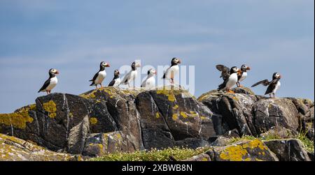 Isle of May, Schottland, Vereinigtes Königreich, 13. Juni 2024. Die heute bekannt gegebenen Daten zur Anzahl der Puffine: Basierend auf der Inselzählung von Nature Scot in diesem Sommer schätzen Wissenschaftler, dass es rund 52.000 besetzte Papageienhöhlen gibt, verglichen mit 39.000 in der letzten Umfrage im Jahr 2017 – ein Anstieg von 33 %. Papageientaucher (Fratercula arctica) auf der Insel. Quelle: Sally Anderson/Alamy Live News Stockfoto