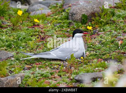 Isle of May, Schottland, Vereinigtes Königreich, 13. Juni 2024. Nordseeschwalben kehren auf die Insel Mai zurück: Schätzungsweise 200 arktische Seeschwalben (Sterna paradisaea) sind in diesem Jahr zurückgekehrt und nisten. Letztes Jahr kamen sie aus unbekannten Gründen an, blieben aber nur ein paar Tage und es gab keine Zucht. Die übliche Population beträgt etwa 600 Vögel. Im Bild: Eine nistende arktische Seeschwalbe. Quelle: Sally Anderson/Alamy Live News Stockfoto