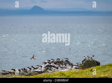 Isle of May, Schottland, Vereinigtes Königreich, 13. Juni 2024. Die heute bekannt gegebenen Daten zur Anzahl der Puffine: Basierend auf der Inselzählung von Nature Scot in diesem Sommer schätzen Wissenschaftler, dass es rund 52.000 besetzte Papageienhöhlen gibt, verglichen mit 39.000 in der letzten Umfrage im Jahr 2017 – ein Anstieg von 33 %. Quelle: Sally Anderson/Alamy Live News Stockfoto