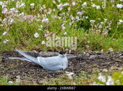 Isle of May, Schottland, Vereinigtes Königreich, 13. Juni 2024. Nordseeschwalben kehren auf die Insel Mai zurück: Schätzungsweise 200 arktische Seeschwalben (Sterna paradisaea) sind in diesem Jahr zurückgekehrt und nisten. Letztes Jahr kamen sie aus unbekannten Gründen an, blieben aber nur ein paar Tage und es gab keine Zucht. Die übliche Population beträgt etwa 600 Vögel. Im Bild: Eine nistende arktische Seeschwalbe. Quelle: Sally Anderson/Alamy Live News Stockfoto