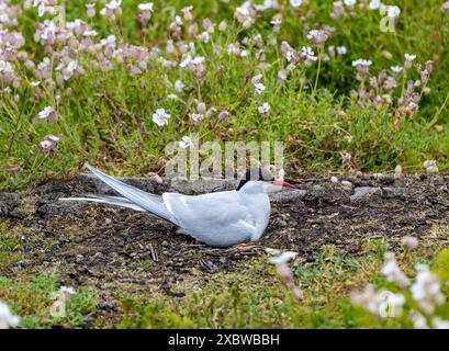 Isle of May, Schottland, Vereinigtes Königreich, 13. Juni 2024. Nordseeschwalben kehren auf die Insel Mai zurück: Schätzungsweise 200 arktische Seeschwalben (Sterna paradisaea) sind in diesem Jahr zurückgekehrt und nisten. Letztes Jahr kamen sie aus unbekannten Gründen an, blieben aber nur ein paar Tage und es gab keine Zucht. Die übliche Population beträgt etwa 600 Vögel. Im Bild: Eine nistende arktische Seeschwalbe. Quelle: Sally Anderson/Alamy Live News Stockfoto