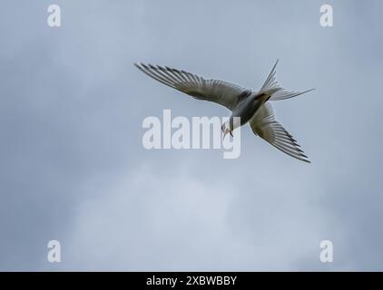 Isle of May, Schottland, Vereinigtes Königreich, 13. Juni 2024. Arktische Seeschwalben kehren auf die Insel Mai zurück: Schätzungsweise 200 arktische Seeschwalben sind in diesem Jahr zurückgekehrt und nisten. Letztes Jahr kamen sie aus unbekannten Gründen an, blieben aber nur ein paar Tage und es gab keine Zucht. Die übliche Population beträgt etwa 600 Vögel. Im Bild: Eine angreifende arktische Seeschwalbe. Quelle: Sally Anderson/Alamy Live News Stockfoto