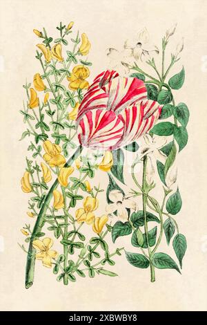 Rustikale Blume Illustration. Blumenkunst auf beigefarbenem Hintergrund. Kunst im Vintage-Stil. Stockfoto