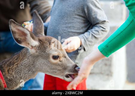 Ein Nahbild eines Kindes, das in einem Park einen Hirsch von Hand füttert. Erfasst das Wesen der Natur und die Interaktion zwischen Mensch und Tier. Stockfoto