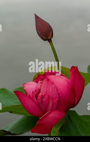 Fesselndes, blendendes, ausgezeichnetes, faszinierendes natürliches Nahaufnahme, hochauflösendes, blühendes Pflanzenporträt von Lotus Flower, Nelumbo nucifera, Hanoi Stockfoto