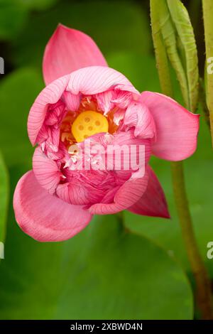 Fesselndes, blendendes, ausgezeichnetes, faszinierendes natürliches Nahaufnahme, hochauflösendes, blühendes Pflanzenporträt von Lotus Flower, Nelumbo nucifera, Hanoi Stockfoto