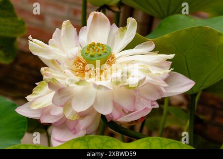 Fesselndes, blendendes, ausgezeichnetes, faszinierendes natürliches Nahaufnahme, hochauflösendes, blühendes Pflanzenporträt von Lotus Flower, Nelumbo nucifera, Hanoi Stockfoto