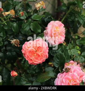 Große rosa Gartenrosen in einem quadratischen Rahmen, die in einem Topf gewachsen sind. Stockfoto