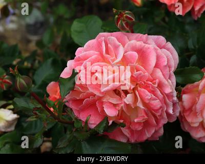 Eine einzelne, große rosafarbene Gartenrose, Nahaufnahme, Blütenblatt. Stockfoto