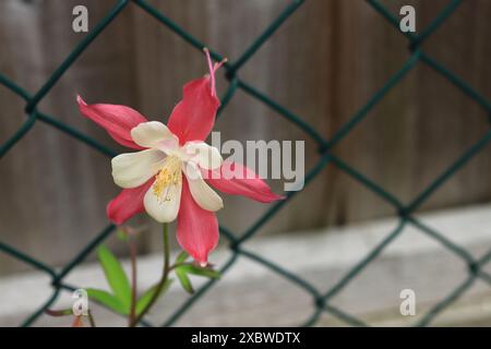 Diese rote, weiße und gelbe Blume ist eine Aquilegia, auch bekannt als Oma's Bonnet and Columbine. Nahaufnahme. Stockfoto