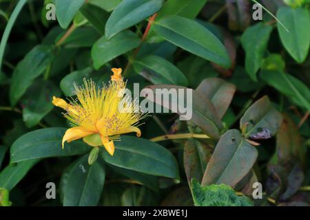 Eine einzige gelbe Blume, Nahaufnahme, die auf grünen Blättern steht: Hypericum, auch bekannt als Rose of Sharon und St. John's Wart. Stockfoto