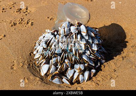 Eine Gruppe von Schwanenhals- oder pelagischen Nackenmuscheln, die an einer Plastikflasche befestigt sind, die auf der Westseite von Playa de Berria, Santona, Kalabrien, Spanien, gespült wurde. Stockfoto