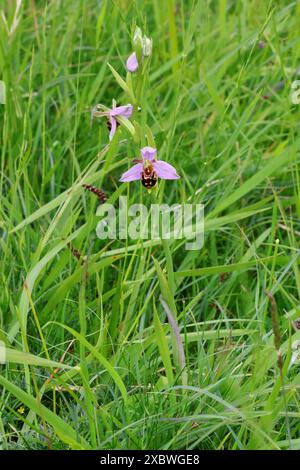 Eine BienenOrchidee (Ophrys apifera) in Cotswold Hills Gloucestershire, Großbritannien Stockfoto