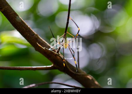 Eine Nephila-Pilipesspinne, auch bekannt als die riesige goldene Orbensweberspinne, wurde in ihrem Netz fotografiert. Wulai, Taiwan. Stockfoto