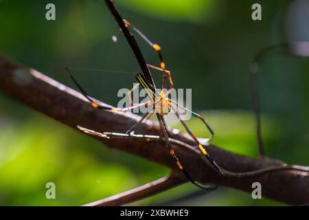 Eine Nephila-Pilipesspinne, auch bekannt als die riesige goldene Orbensweberspinne, wurde in ihrem Netz fotografiert. Wulai, Taiwan. Stockfoto