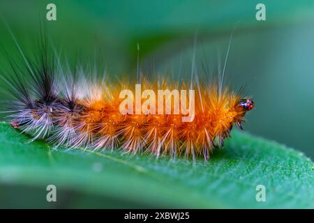 Eine leuchtend orange raupe, Spilarctia subcarnea, mit schwarzem Schwanz und langen weißen Haaren, thront auf einem grünen Blatt. Wulai, Taiwan. Stockfoto