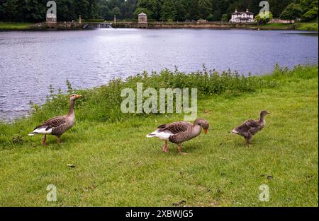 Die Familie der Gänse verlässt den Studley Lake und sucht nach Essen und Erholung. Studley Royal Park and Water Gardens, Ripon, North Yorkshire, England, Großbritannien. Stockfoto