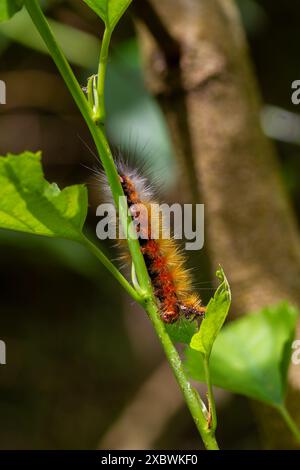 Nahaufnahme einer braunen Amsactoides solitarius raupe mit langen Haaren auf dem Rücken, die ihre natürliche Tarnfähigkeit demonstrieren. Wulai, Taiwan. Stockfoto