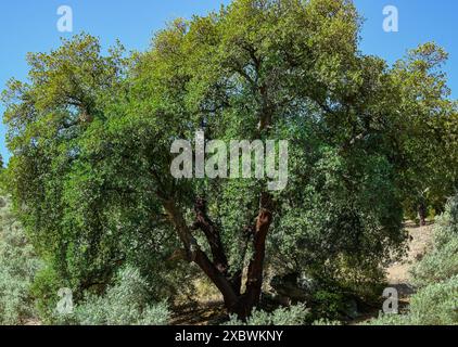 Quercus suber, gemeinhin Korkeiche genannt, ist die Hauptquelle von Kork in Sierra Madrona, Fuencaliente, Provinz Ciudad Real, Spanien Stockfoto