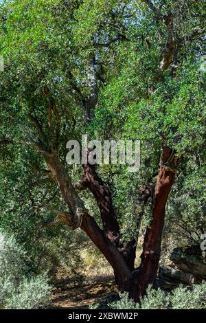Quercus suber, gemeinhin Korkeiche genannt, ist die Hauptquelle von Kork in Sierra Madrona, Fuencaliente, Provinz Ciudad Real, Spanien Stockfoto