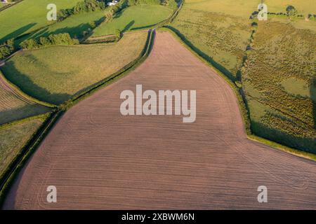 Luftaufnahme eines neu bepflanzten Maisfeldes auf einer Intensivmilchfarm in Carmarthenshire, Wales, Großbritannien Stockfoto