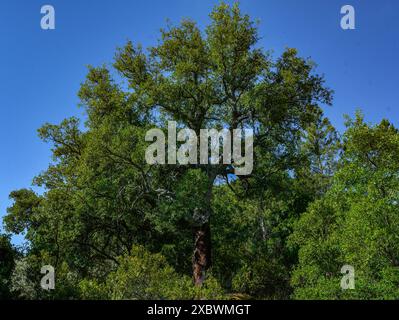Quercus suber, gemeinhin Korkeiche genannt, ist die Hauptquelle von Kork in Sierra Madrona, Fuencaliente, Provinz Ciudad Real, Spanien Stockfoto