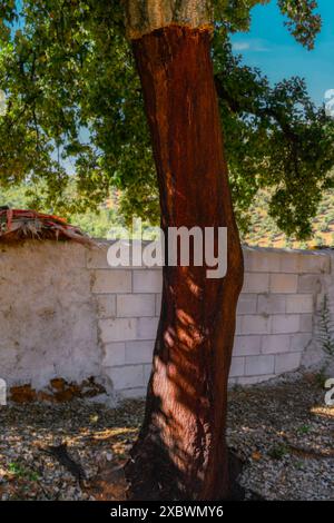 Quercus suber, gemeinhin Korkeiche genannt, ist die Hauptquelle von Kork in Sierra Madrona, Fuencaliente, Provinz Ciudad Real, Spanien Stockfoto