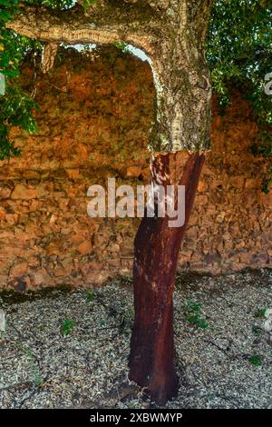 Quercus suber, gemeinhin Korkeiche genannt, ist die Hauptquelle von Kork in Sierra Madrona, Fuencaliente, Provinz Ciudad Real, Spanien Stockfoto