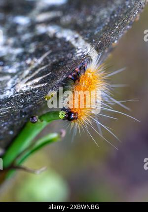 Eine orangene Subkarnea Spilarctia raupe wurde am Stamm der Pflanze beobachtet, deren Schwanz schwarz mit langen weißen Haaren war. Wulai, Taiwan. Stockfoto