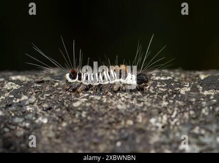 Nahaufnahme einer schwarz-weiß gestreiften raupe von Euproctis kanshireia (auch bekannt als eine mit einer Kappe bedeckte gelbe Schuppenmotte) auf grünem Hintergrund. Wul Stockfoto