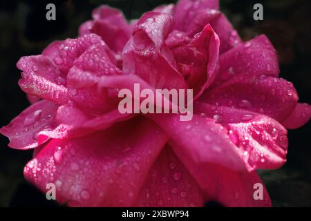 Eine dunkelrosa altmodische Rose, bedeckt mit Regentropfen Stockfoto