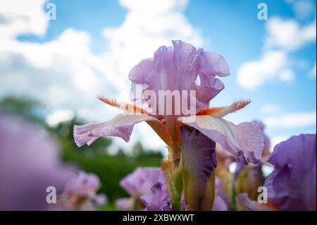 Blassrosa Irisknospe Nahaufnahme. Litauen Stockfoto