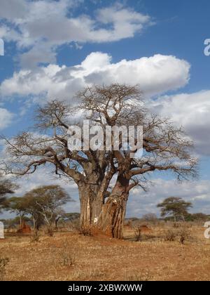 Baobab-Baum unter blauem Himmel mit erstaunlichen Wolken in Tarangire, Tansania Stockfoto