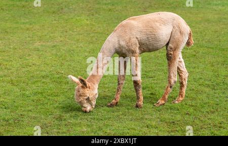 Niedliche Alpaka, die Gras auf der Farm weidet. Stockfoto