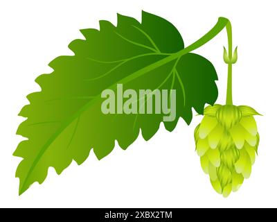Hopfenkegel mit Blatt auf weißem Hintergrund. Stock Vektor