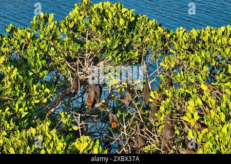 Fliegende Füchse in einem Mangrovenbaum, Cape Range National Park, Western Australia Stockfoto