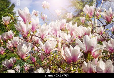Nahaufnahme der blühenden Magnolie, selektiver Fokus. Stockfoto